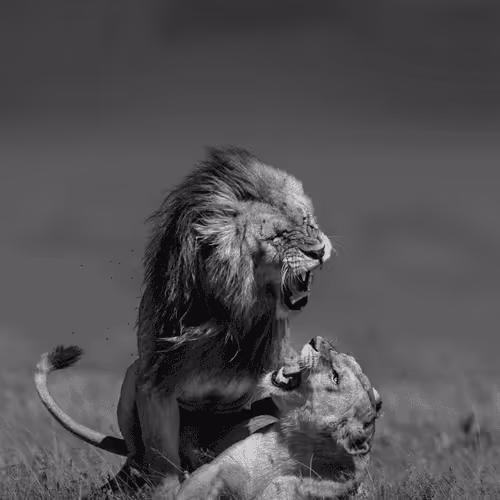 We are Wild And Free