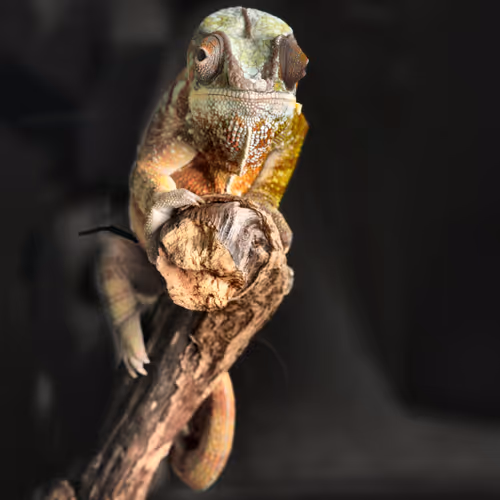 Cool Geckos