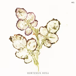 HORTENSIS ROSA #63