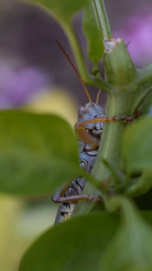 Item #41003151928393292369567597254607550815356584205978628665968184415507175178241 Media