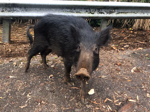 Item #111384347419130010131898734196272882001680551158239169533315207325162970021889 Media