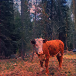 Free Range World