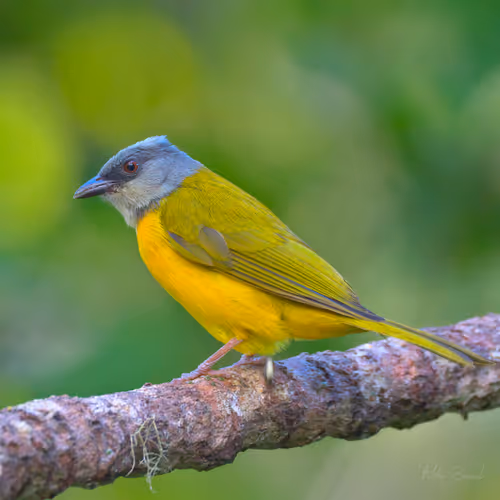 Item #76723362783280478533997952640177478162370392864243199552253501728300585713665 Media