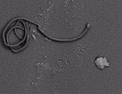 Item #22177301469207423034343584871570086378673375420367340164683847214375523844097 Media