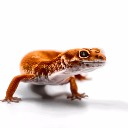 Cool Geckos