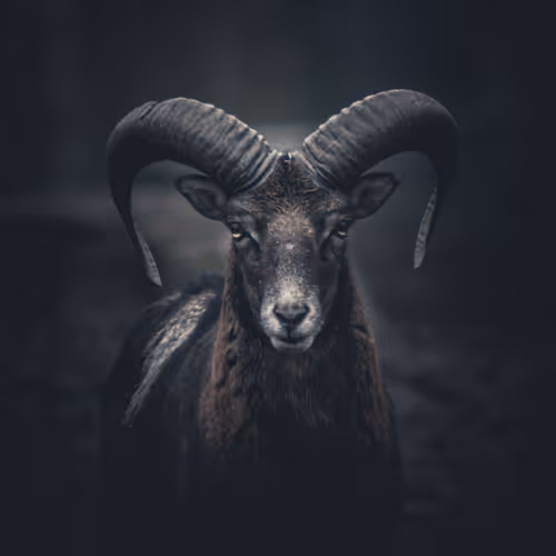 Northernanimals