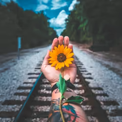 🌻
