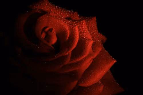 Item #51400291573821897858341146443877866955603182621388920438661252910499674193921 Media