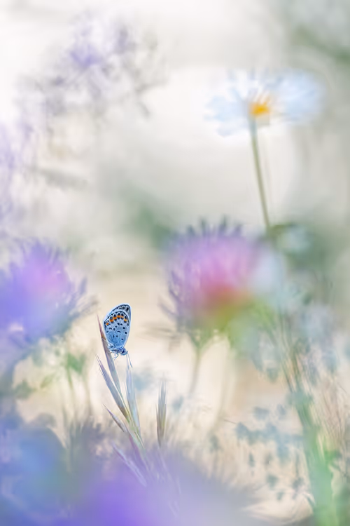 Item #93266284144830197482070166844715761700417272028228172866766761865764130521089 Media