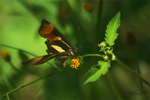 Item #100748379412919059267110879785057129888508222288536348751201759393068269699073 Media