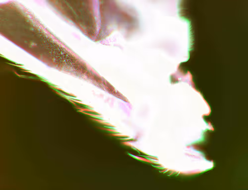 Item #71646257518770613568983710813551014237803002136866425209291833785501028974593 Media