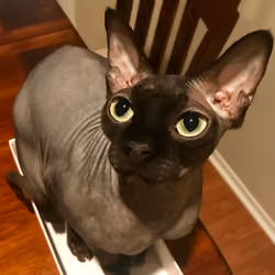 Tyrone the BatCat: Eyes (Original 1 of 1) - 001