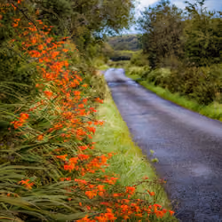 Orange Wildflower Cascade along Irish Country Road