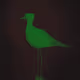 Birds Market