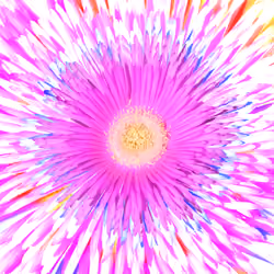 Flower Explosion Pink