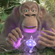 ApeofPoland