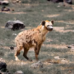 Hyena