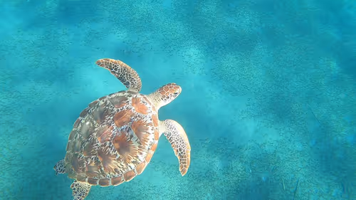 Item #57636846716625674083637003599082399011400728335992986804098864702191808020481 Media