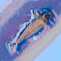 Koi collection #0098