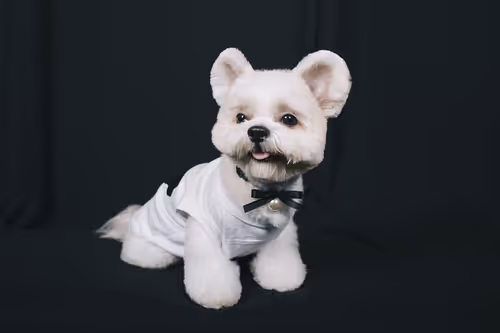 Item #21607923784025543658024067331009769919395041958272689574271021071583366086657 Media