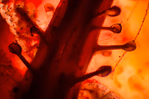 Item #70527450747548230522111899750416547594434158801107612514171876643842436366337 Media