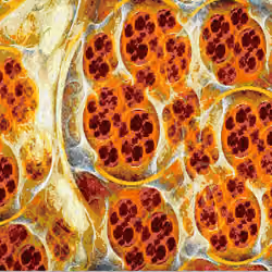 Human Cell