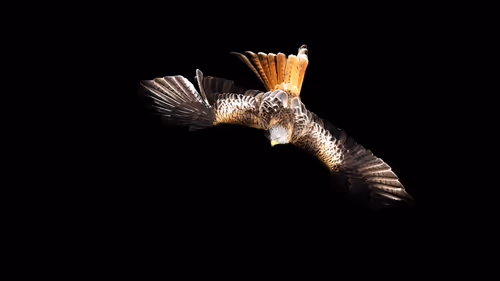 Item #46452483458583203516315982978938450085819332447988047322207474306758817611777 Media