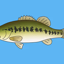 Largemouth bass