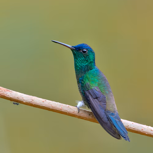 Item #76723362783280478533997952640177478162370392864243199552253501731599120596993 Media