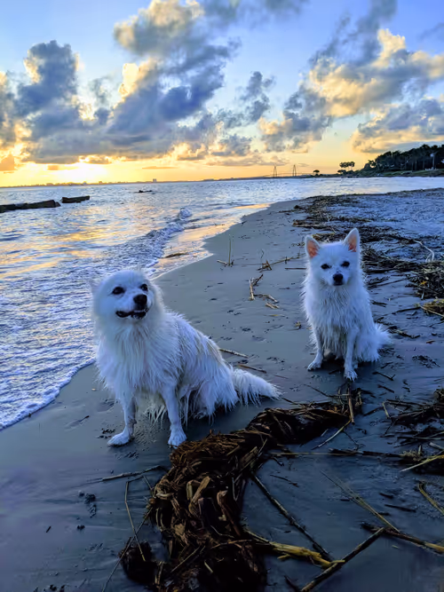 Item #1524125131480232477715578890927437617862239100938368235575358343892594327553 Media