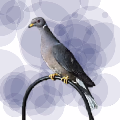 Item #44224140947385297080294490486331546758837636797201957936873602917535796166657 Media