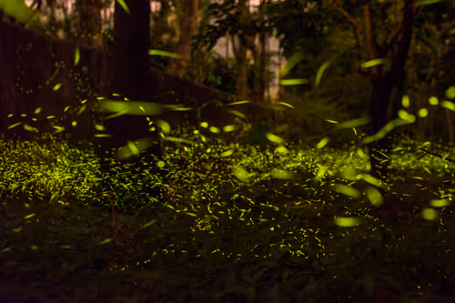 Item #15286439154353413258560728673590493507949724092509999987352070681456260677633 Media