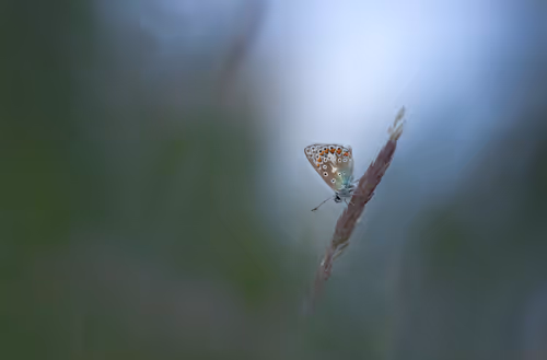 Item #11893448461842202167923125391346137616384292588036434545660885333045913059329 Media