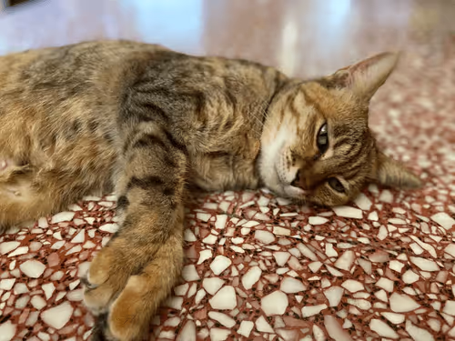House Cat NFT