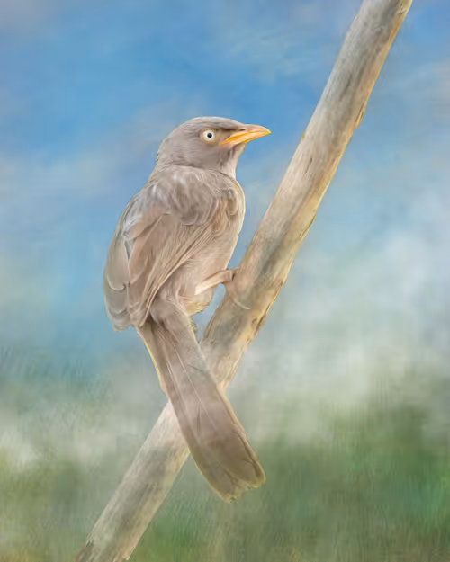 Item #20879904977050231781978559907445915739532146362246903749837269864430356660225 Media