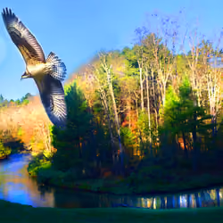 Soaring Into Evening