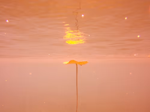 Item #115430421716330114127925714386191036467996783471008022249532804588033722548225 Media