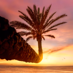 Leaning palm tree