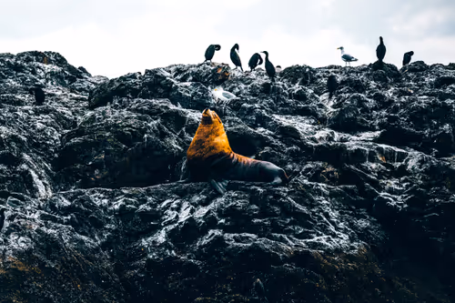 Item #63454844605715267947314910232292346032056647728766809663184741546170391724033 Media