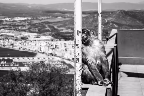 Item #37718881441179036120726966072961310746686791520690982008869122796417529675777 Media