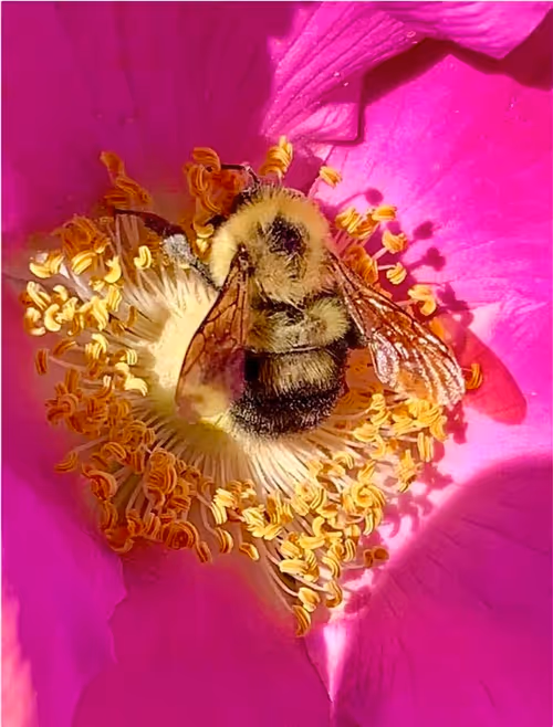 Item #90242850713282573943473333333408540290237184150123135597774242546281619652609 Media