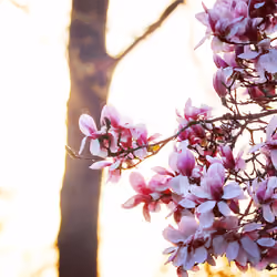Tulip Tree