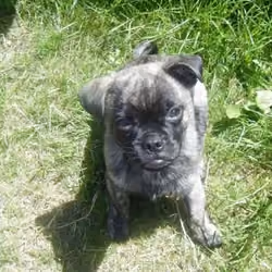 pugsy pup