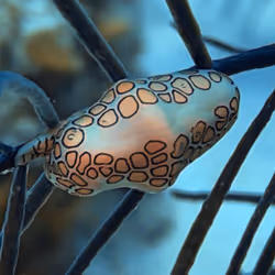 80965803268169370603932631570667161375508893671094224909166963903911574896641