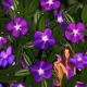 Mystic Blooms
