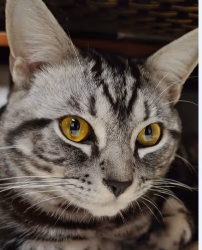 Untitled Collection #211326766