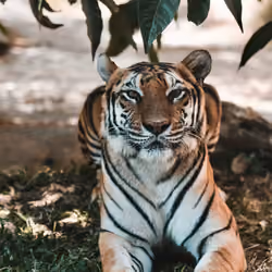 Hi Tiger