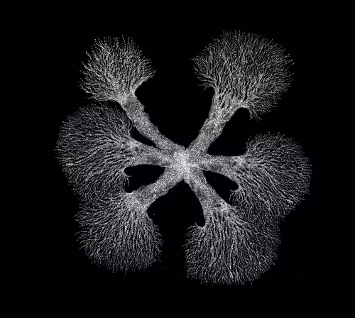 Item #48216677678887992956199146050101977369740452437452834237877791430003283460097 Media