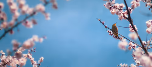 Item #113274708876053757378586644449111176172788774198062461349630599074188686786561 Media