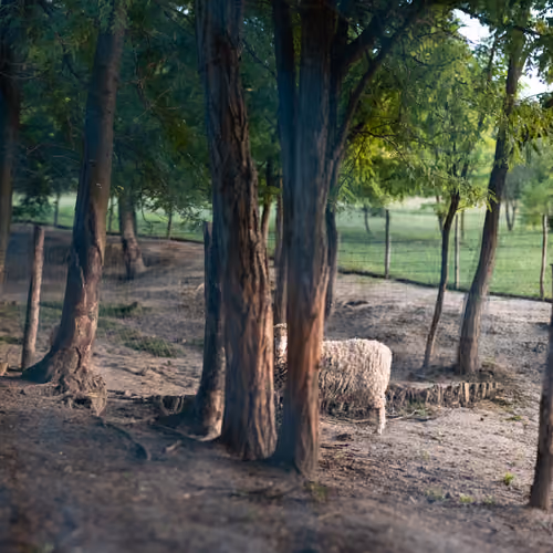 A Sheep